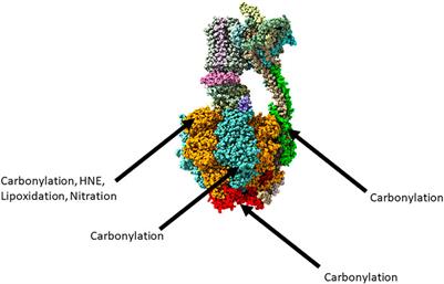 Mitochondrial ATP Synthase is a Target of Oxidative Stress in Neurodegenerative Diseases